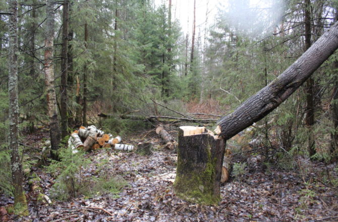 За незаконную заготовку дров обвиняется житель Соликамского округа